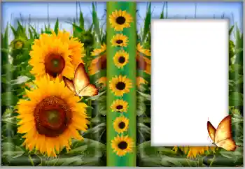 Efekt zdjęciowy z kategorii Ramki dla kobiet № 175542