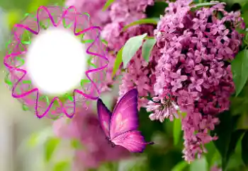 Efekt zdjęciowy z kategorii Ramki dla kobiet № 176770