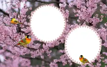 Efekt zdjęciowy z kategorii Ramki dla kobiet № 177884