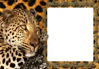 Efekt zdjęciowy z kategorii Ramki dla kobiet № 214