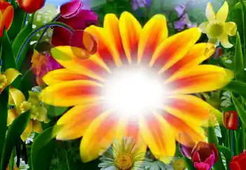 Efekt zdjęciowy z kategorii Ramki dla kobiet № 2295