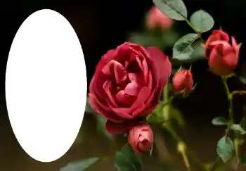 Efekt zdjęciowy z kategorii Ramki dla kobiet № 47314