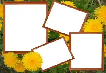 Efekt zdjęciowy z kategorii Ramki dla kobiet № 49448