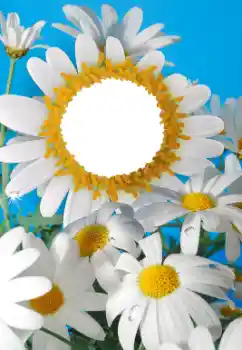 Efekt zdjęciowy z kategorii Ramki dla kobiet № 56606 Efekt zdjęciowy z kategorii Ramki dla kobiet № 56606