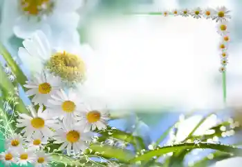 Efekt zdjęciowy z kategorii Ramki dla kobiet № 59087 Efekt zdjęciowy z kategorii Ramki dla kobiet № 59087