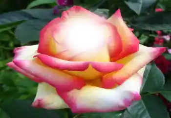 Efekt zdjęciowy z kategorii Ramki dla kobiet № 64187 Efekt zdjęciowy z kategorii Ramki dla kobiet № 64187