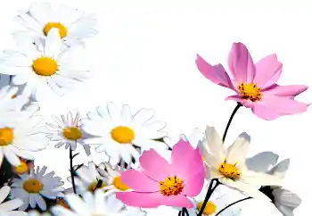 Efekt zdjęciowy z kategorii Ramki dla kobiet № 72152 Efekt zdjęciowy z kategorii Ramki dla kobiet № 72152