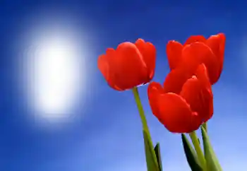 Efekt zdjęciowy z kategorii Ramki dla kobiet № 93395 Efekt zdjęciowy z kategorii Ramki dla kobiet № 93395