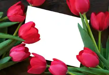 Efekt zdjęciowy z kategorii Ramki dla kobiet № 93458 Efekt zdjęciowy z kategorii Ramki dla kobiet № 93458